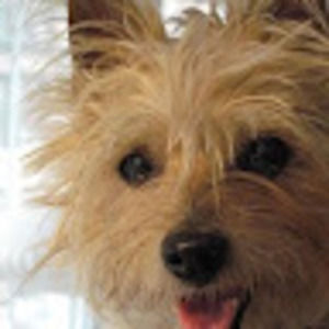 Meet your Posher, Joy